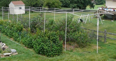 tobacco netting for blueberry bushes Oyezvary 3.3Ft x 4.92Ft Bird Insect Barrier Mesh Garden Vegetables Fruits Trees w/ Drawstring 4-Pack this mesh is a must How to Keep Birds Off