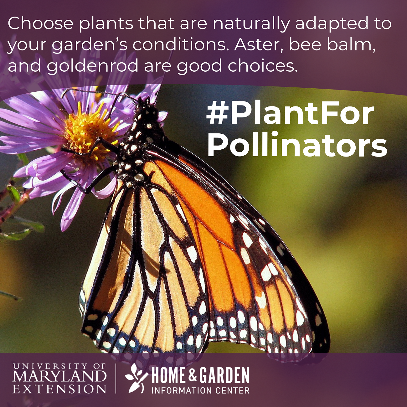 Plant for pollinators: 9 ways to attract and help pollinators in your ...