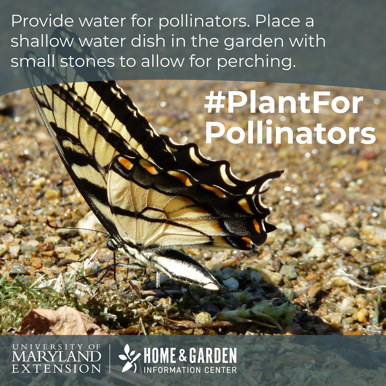 Plant for pollinators: 9 ways to attract and help pollinators in your ...