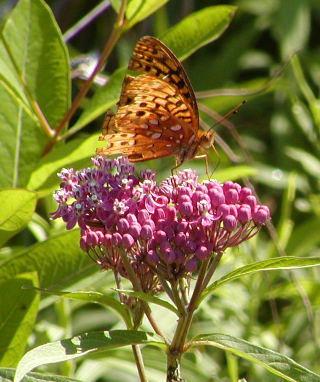 April Tips and Tasks – Maryland Grows