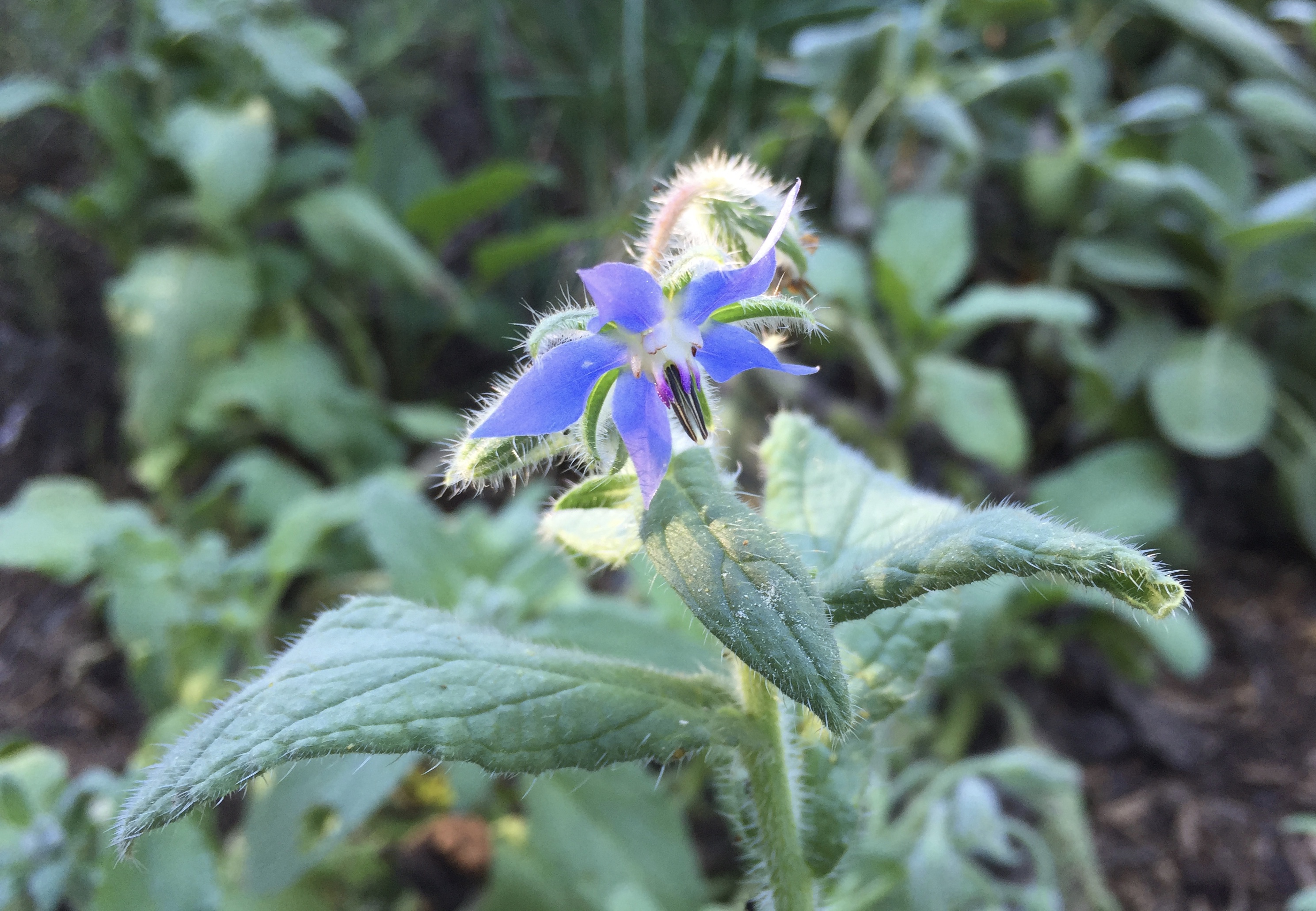Herbs in Veggie Gardens – Maryland Grows