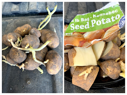 Planting in my new raised bed: potatoes, onions, and more  Maryland Grows
