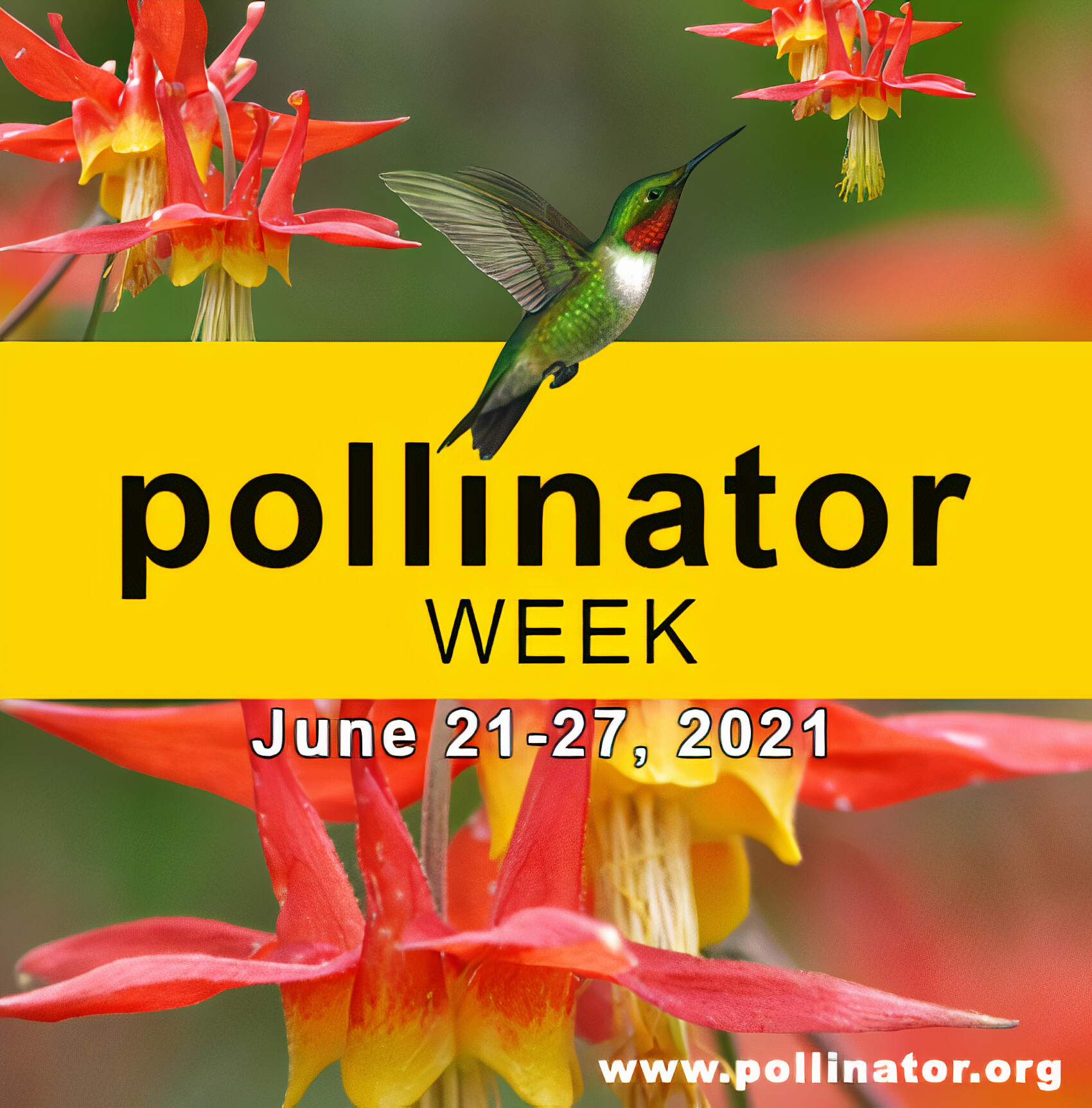 Pollinator Week Email Pollinator-Week-Social-Media-Graphic β Maryland Grows