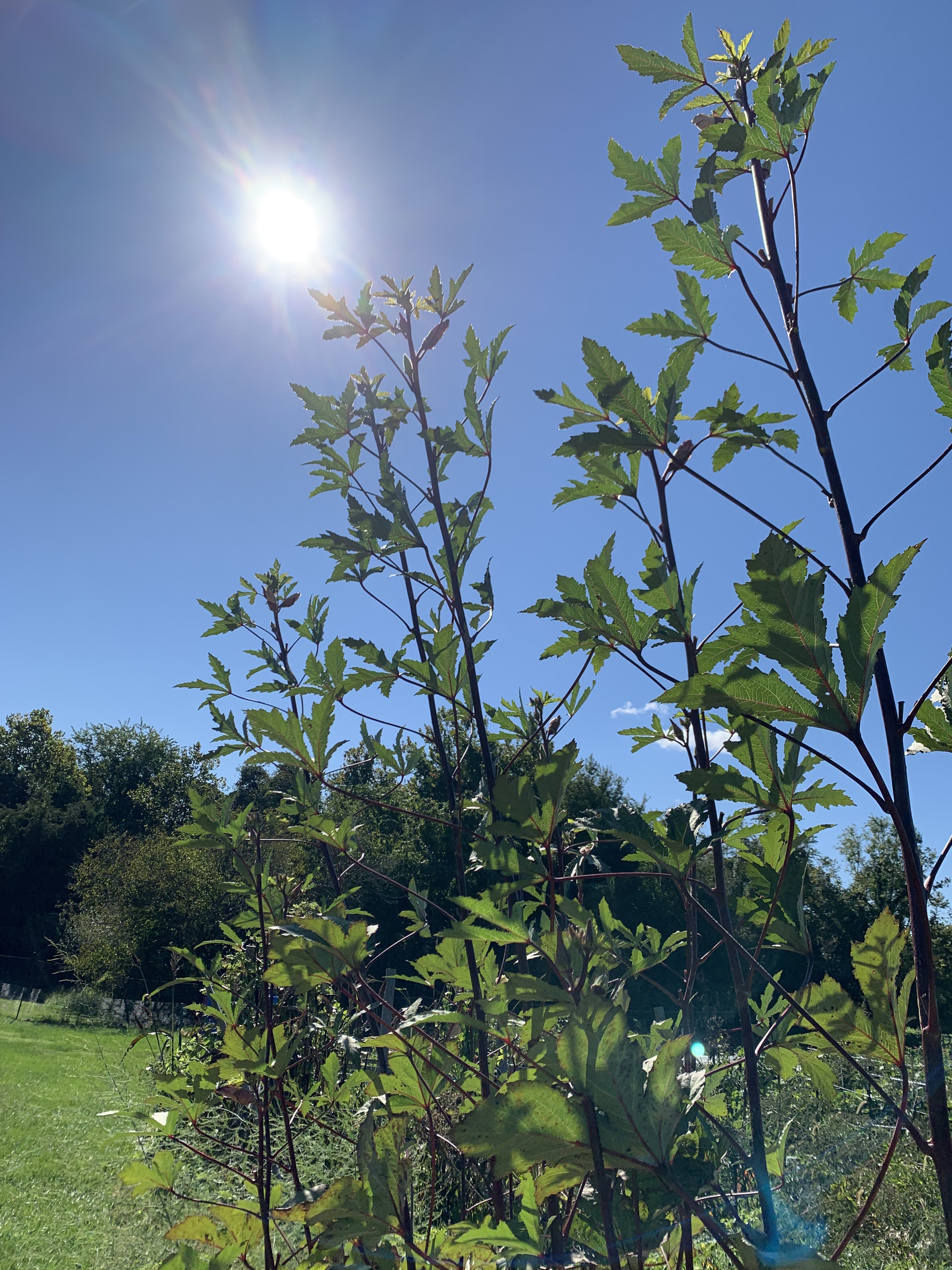 Pepper and okra and some updates Maryland Grows