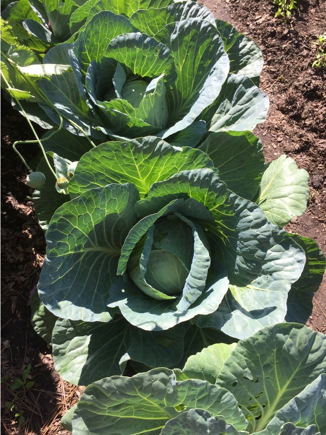 Beyond Broccoli Part Two: What's Up with Brassicas?  Maryland Grows