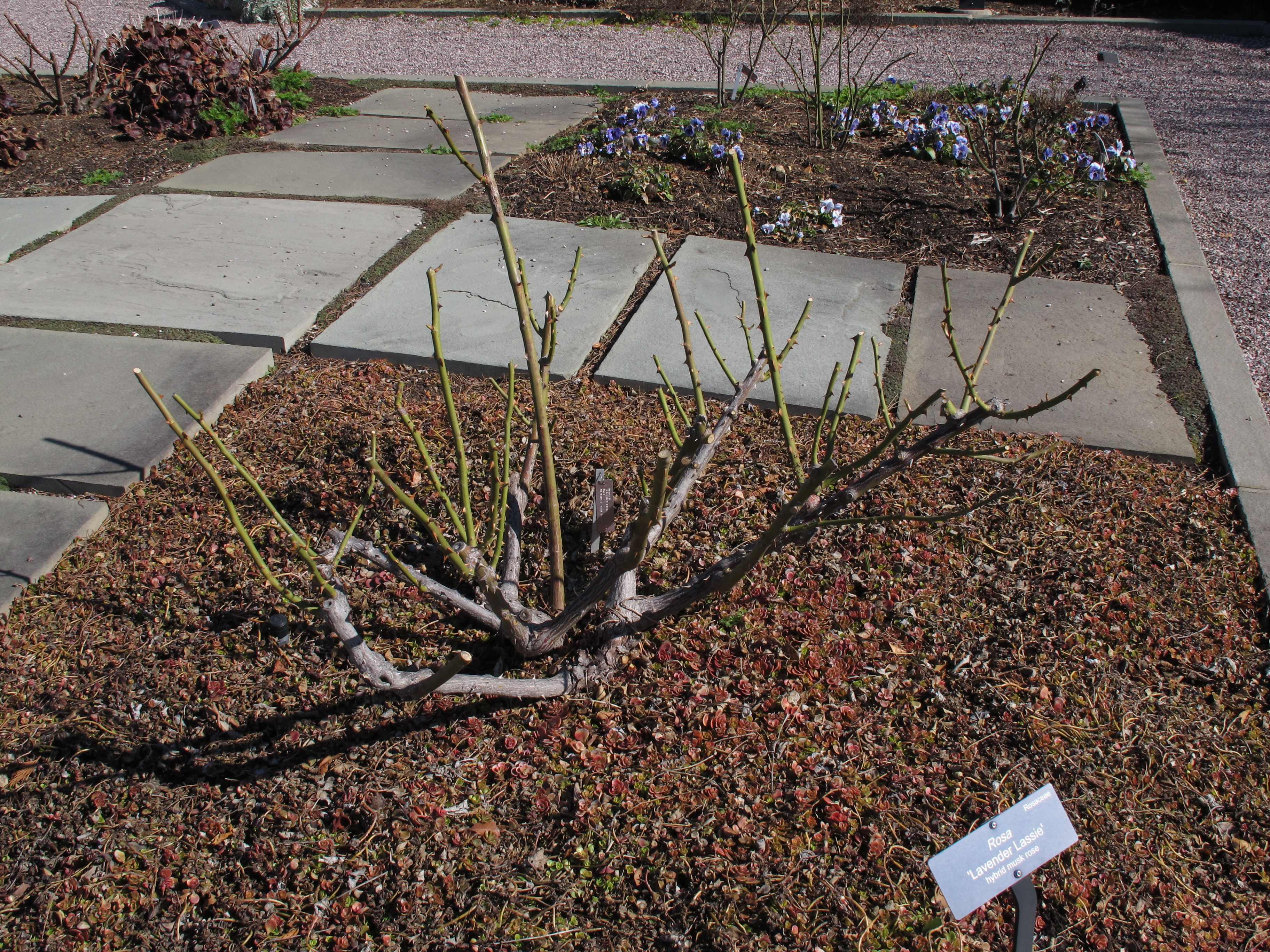a rose plant that has been pruned back – Maryland Grows