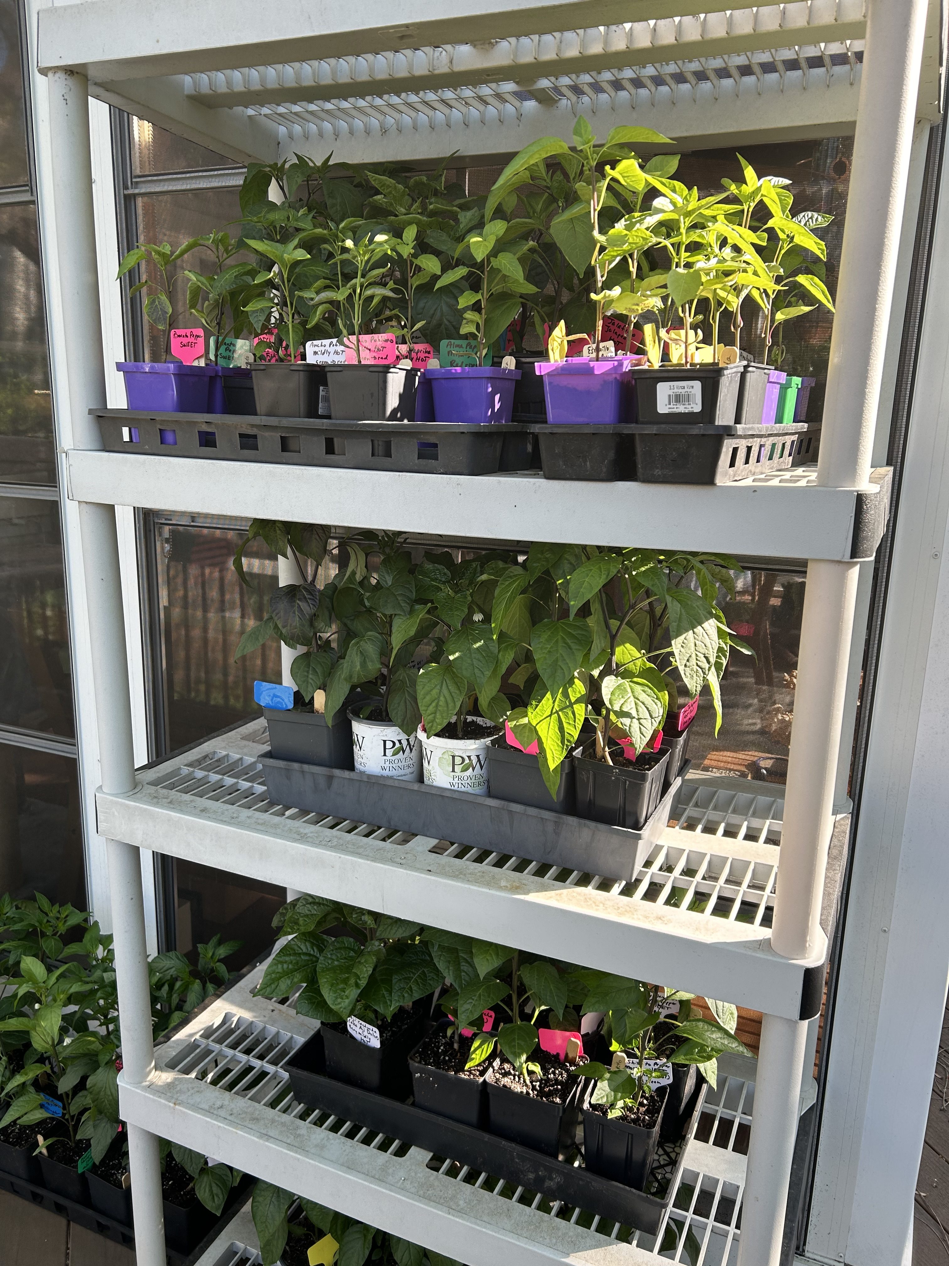 Breaking the Rules For Hardening Off – Maryland Grows